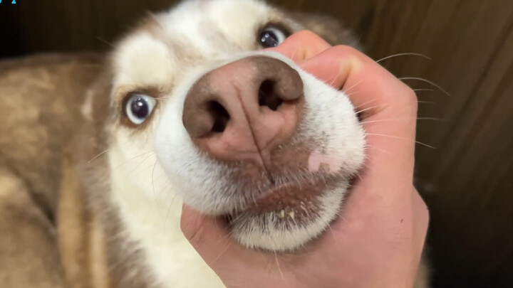 Husky: Tahu salah, tapi tetap berani lagi lain kali!