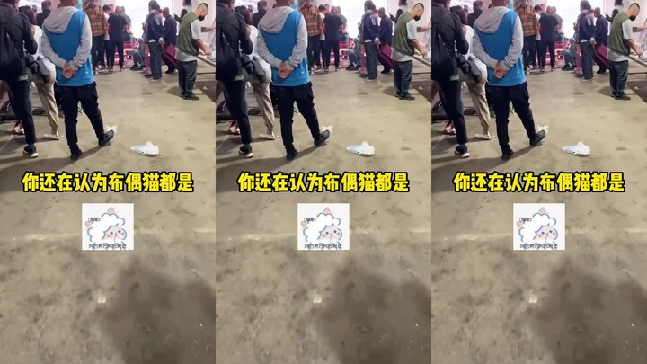 Giá mèo Ragdoll giờ rớt thảm luôn.