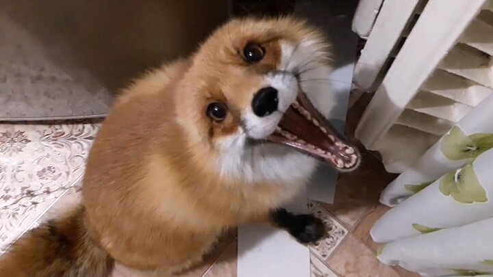 The little fox has his own secret; he doesn’t want his owner to find out.