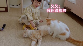 5只猫咪在玩耍，2只猫咪在享受小铲屎官梳毛服务