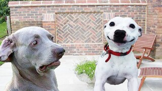 Try Not To Laugh Funny Dogs Clean - The Most Funniest Dog Videos In The World | Cute And Funny Dogs