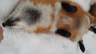 Nhấp vào đây để trêu chọc chú cáo nhỏ~ Hehe~