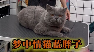 Kucing Impian Pria Gemuk Biru