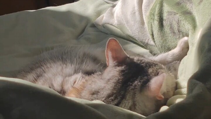 Kucing kecil benar‑benar takut dingin!