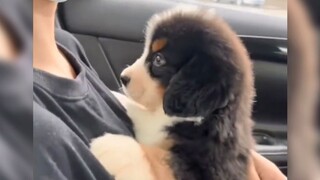 Dog: "Kitty doesn't care about you, I like you"