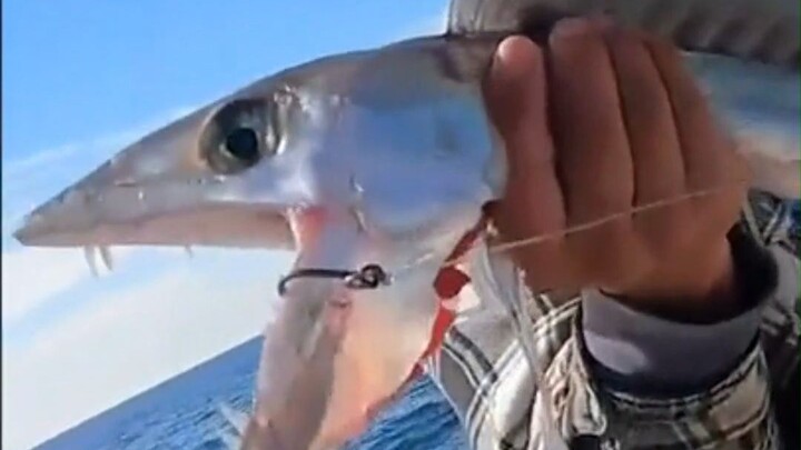 Bro caught a super weird fish: full of sharp teeth, with a uniquely shaped dorsal fin.