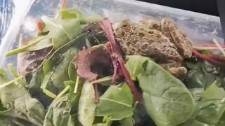 学校里买的蔬菜还会动