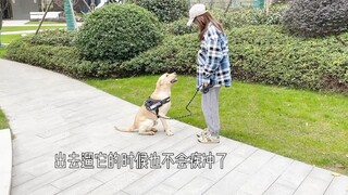 狗狗真的能感知主人怀孕吗？