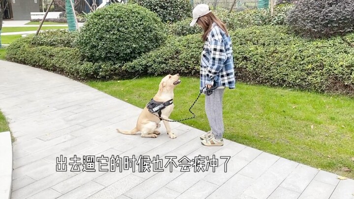 Can dogs really sense when their owners are pregnant?