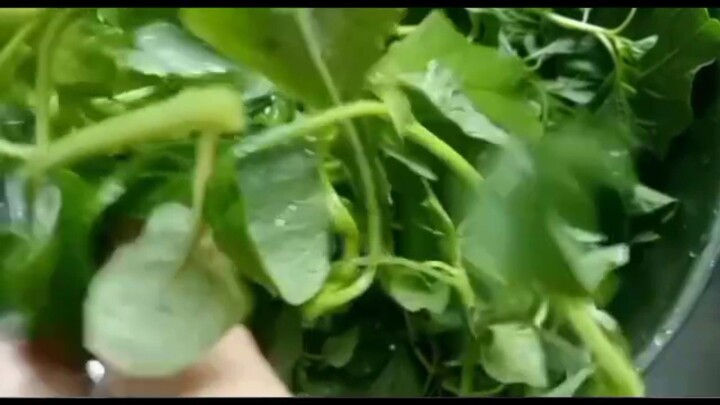 Healthy Green Leafy Greens 🌿健康绿色蔬菜