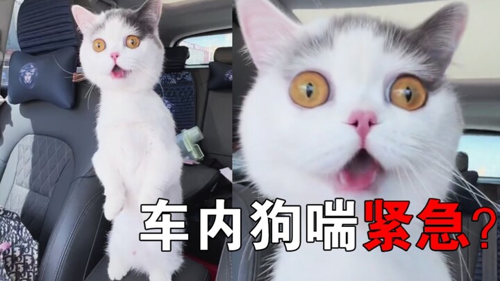 Cat Video Mystery: Is the Dog Panting in the Car Due to Stress? Or Cat Abuse? Urgent…