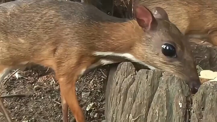 You’ll rot in prison, you beastly weasel deer!