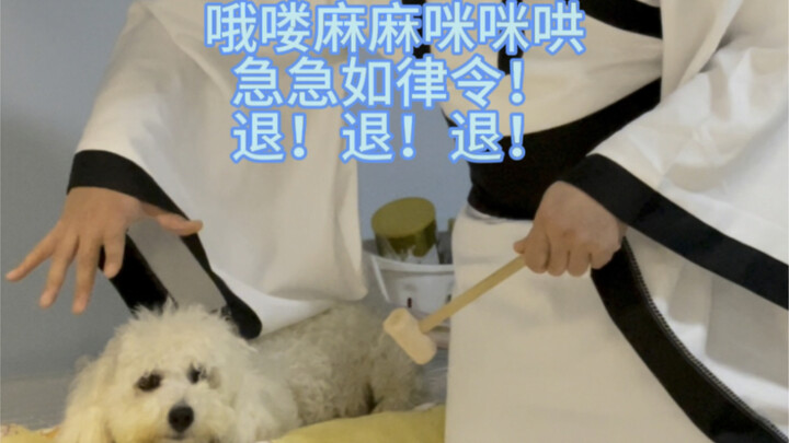 منذ أن عدت إلى المنزل في منتصف الليل، شعرتُ أن هذا ليس كلبي بعد الآن؛ هناك الكثير من الفروق عن قبل.