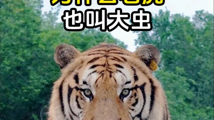 Tahukah kamu kenapa harimau disebut "dachong"?