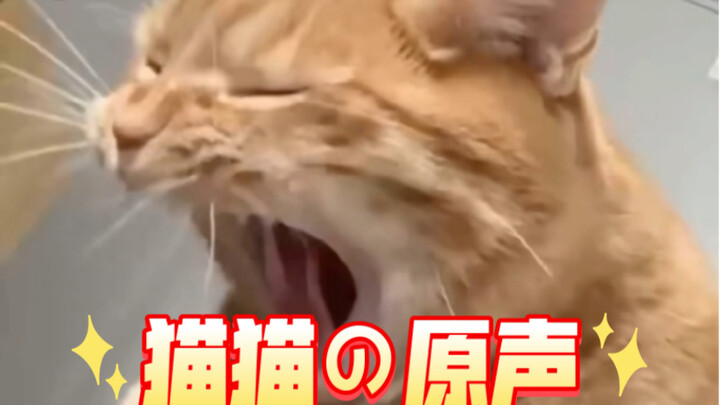 [Cat's Original Voice] It's Japanese: "I don't want to stay in this house anymore."