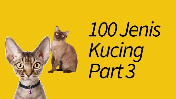 100 Jenis Kucing di Seluruh Dunia! Part 3