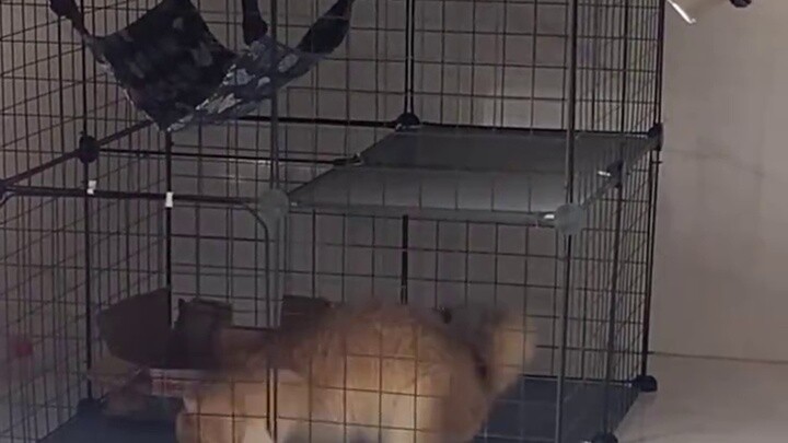 Is this cat made of water?