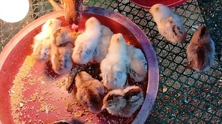 Boston Sweater. February 13-14 Hatched