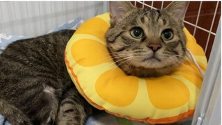 After being neutered, the kitten whined and grumbled for half an hour after not seeing its mother fo