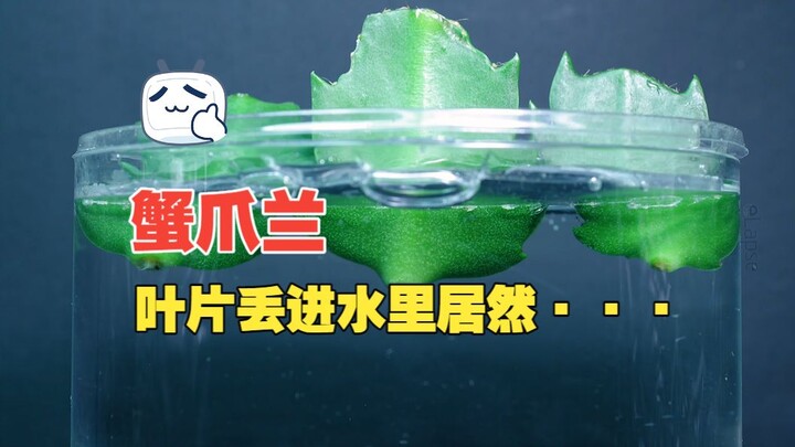 Cho lá của cây trạng nguyên cẩm thạch vào nước, sự biến đổi của nó sẽ vượt ngoài sức tưởng tượng của