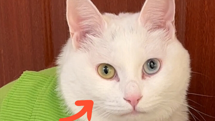 确诊了…我的猫确实是纯血东亚田园猫