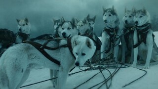 【小侠】400公里北极圈奔袭救人，这条二哈被评为史上最英勇的动物！