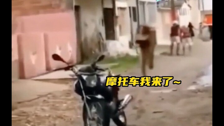 Hai tên cướp nghĩ thầm: Phải đuổi theo cô ấy rồi bái cô làm sư phụ!