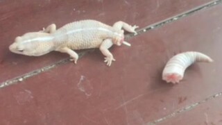 守宫断尾了，活力还挺强的...