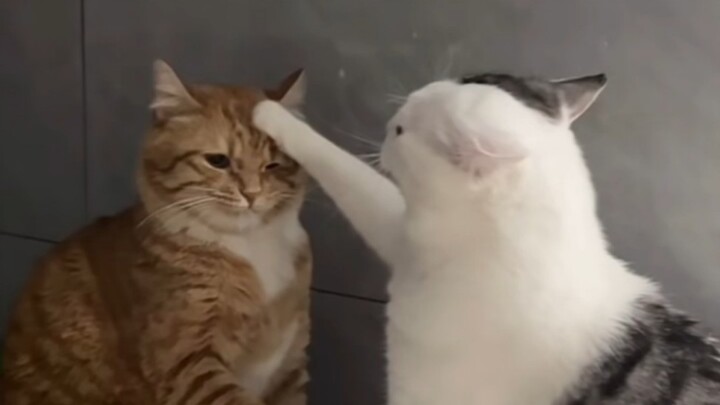 It’s much more fun to keep two cats together!