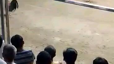 raptor sweater in action❤️