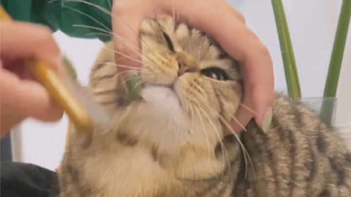 Mengupas sisik ikan, kucing kecil memang dibuat untuk dimanja! Hukum mati di tempat aja deh!