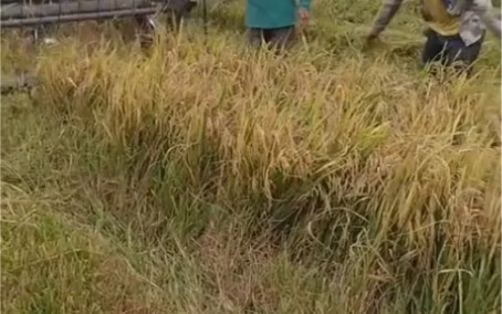 Có bao nhiêu con chuột được sinh ra trên một mẫu Anh?