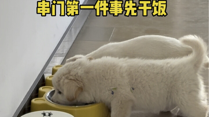 小白又带着它的摇粒绒妹妹来串门了