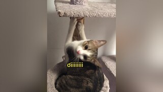 😂 những chiếc mèo biết nói chuyện meohoangdep meo mèo pet cat meow pets cats fypage fyp fypシ