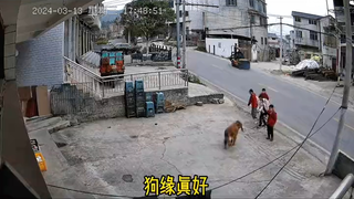 狗狗每天在门口接待小朋友们