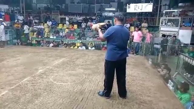 R&J April 2 3 cock derby champion