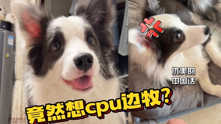 Không ai có thể “đào” được chú cún của tôi! Kể cả tôi.