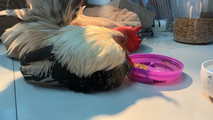 ไก่ป่วย