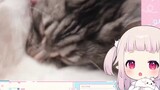 Lolita Nhật Bản phát hoảng khi xem phim về mèo, mắt sáng lên khi biết đều là mèo đực