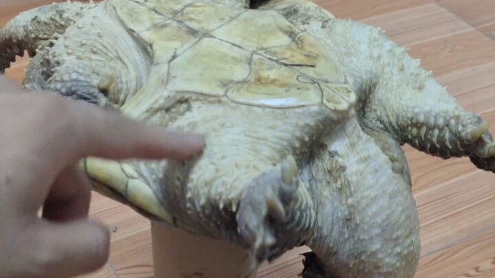 For the first time, a turtle totally broke my composure—I damn well hit it with Thunderous Eight Tri