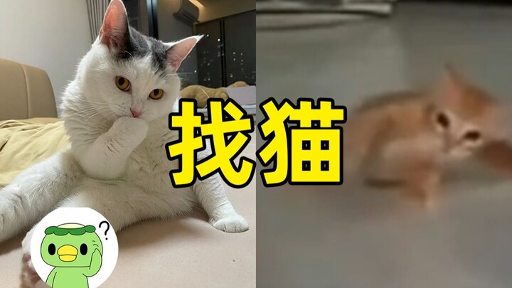 Cover the mouth and burn the cat, where does the drifting kitten come from?