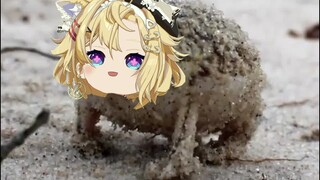 【雪绘Yukie】沙漠雨蛙