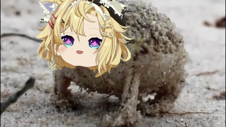 【雪绘Yukie】沙漠雨蛙
