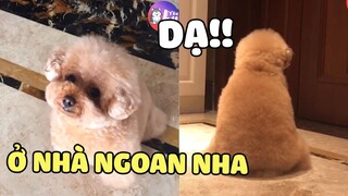 POODLE | Có BOSS đợi ở nhà như thế này đi đâu cũng chỉ muốn về sớm😍| Pets TV