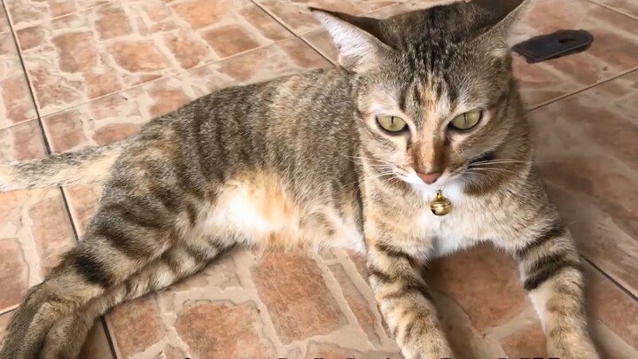 Mengapa kucing tidak bisa menarik ekornya?