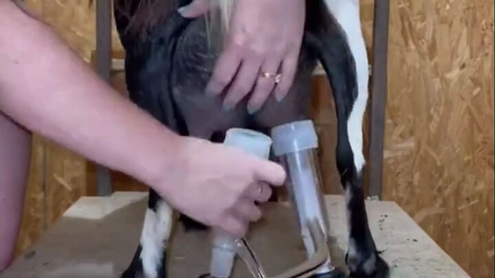 Daily life of a farm girl: using a machine to milk goats...most of the goats are very cooperative!