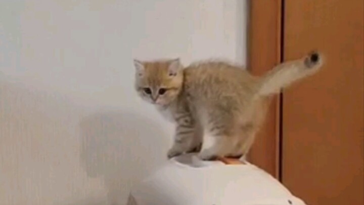 Ibu saya bilang cara ini bisa mencegah kucing naik ke tempat tidur🤣