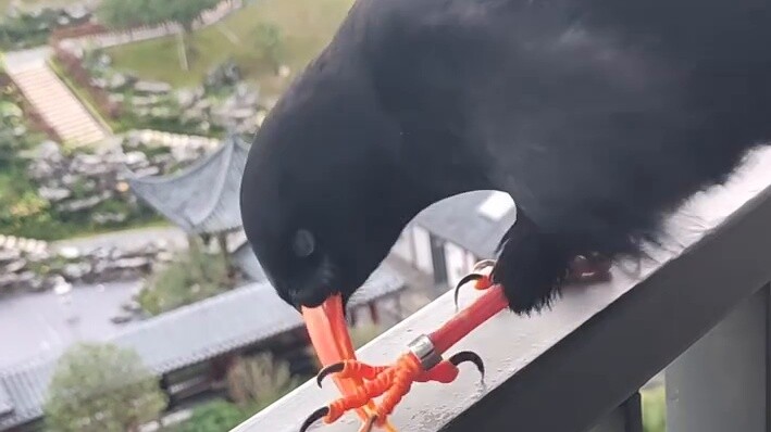 أول فيديو يصور عقاب يكسّر منقاره😂