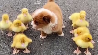 Stressed young dog mother