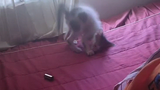 Cat Playing in Bed got scared by a battery